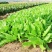 四季香油麦菜籽种子耐寒耐湿春秋冬季蔬菜种籽夏青菜阳台种孑