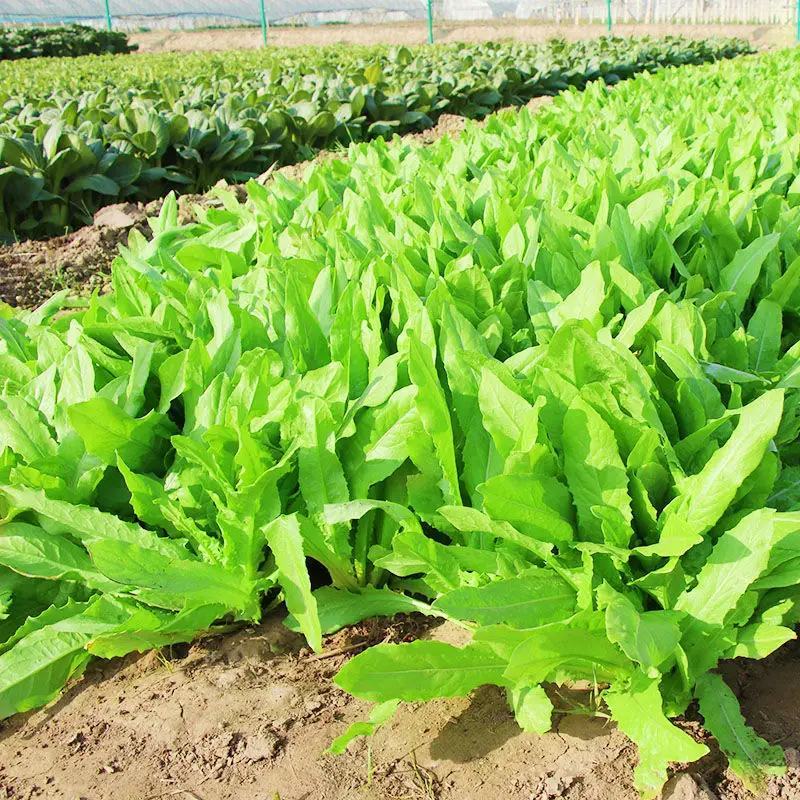 四季香油麦菜籽种子耐寒耐湿春秋冬季蔬菜种籽夏青菜阳台种孑