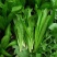 四季香油麦菜籽种子耐寒耐湿春秋冬季蔬菜种籽夏青菜阳台种孑