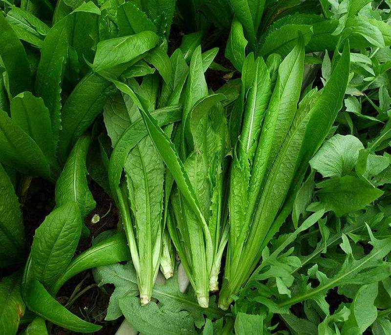 四季香油麦菜籽种子耐寒耐湿春秋冬季蔬菜种籽夏青菜阳台种孑
