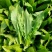 四季香油麦菜籽种子耐寒耐湿春秋冬季蔬菜种籽夏青菜阳台种孑