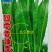 四季香油麦菜籽种子耐寒耐湿春秋冬季蔬菜种籽夏青菜阳台种孑
