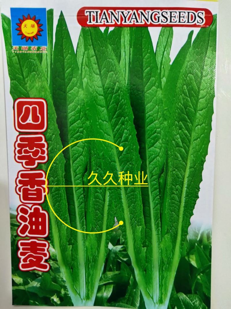 四季香油麦菜籽种子耐寒耐湿春秋冬季蔬菜种籽夏青菜阳台种孑
