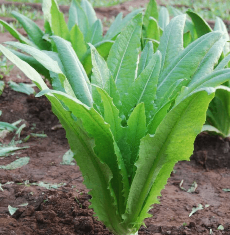 四季香油麦菜籽种子耐寒耐湿春秋冬季蔬菜种籽夏青菜阳台种孑