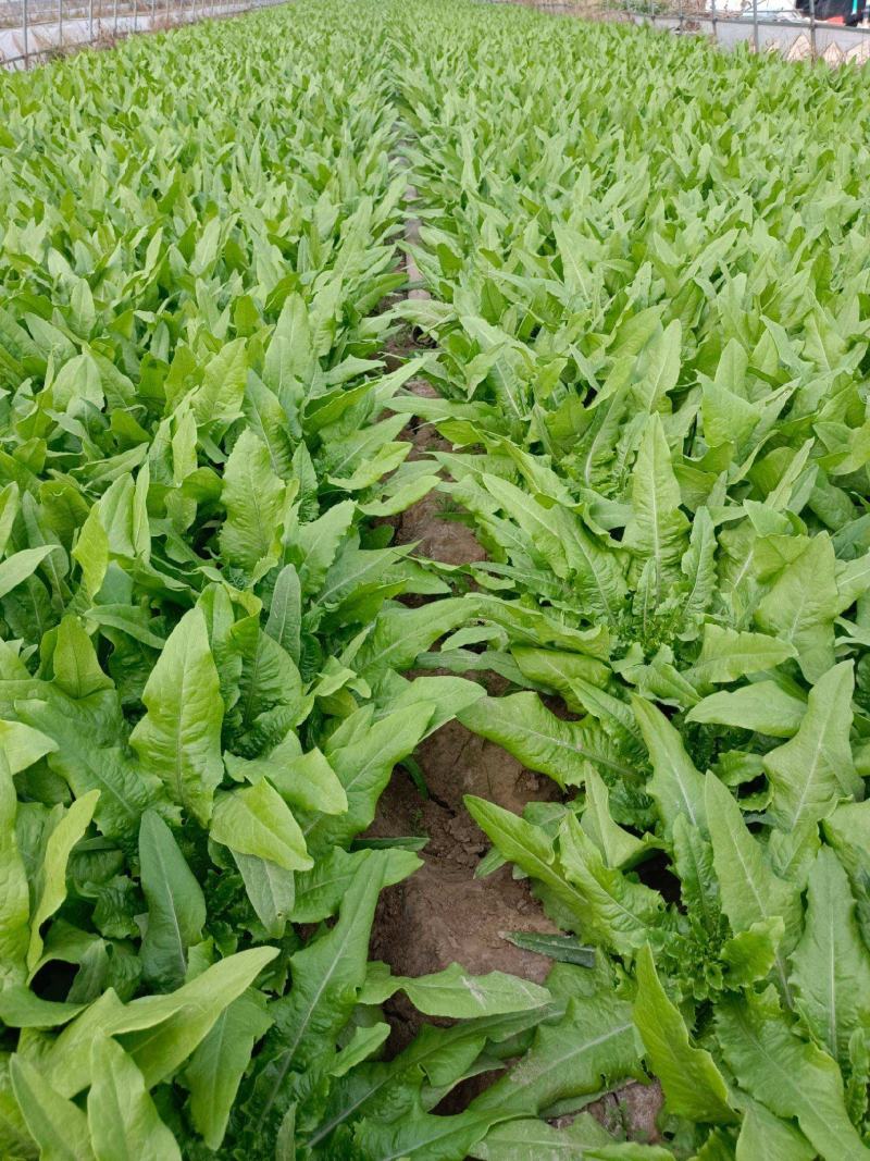 四季香油麦菜籽种子耐寒耐湿春秋冬季蔬菜种籽夏青菜阳台种孑