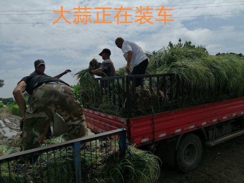黑龙江大蒜产地批发品质保证量大从优视频看货