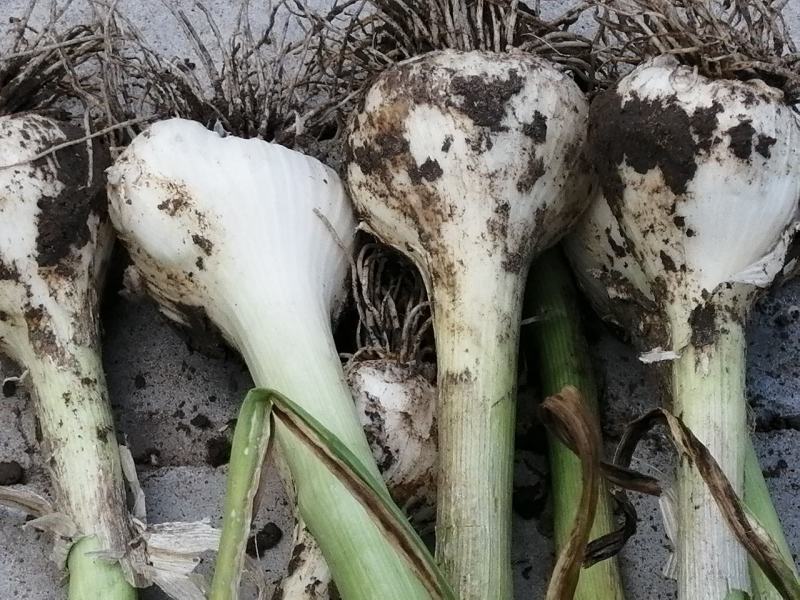 黑龙江大蒜产地批发品质保证量大从优视频看货