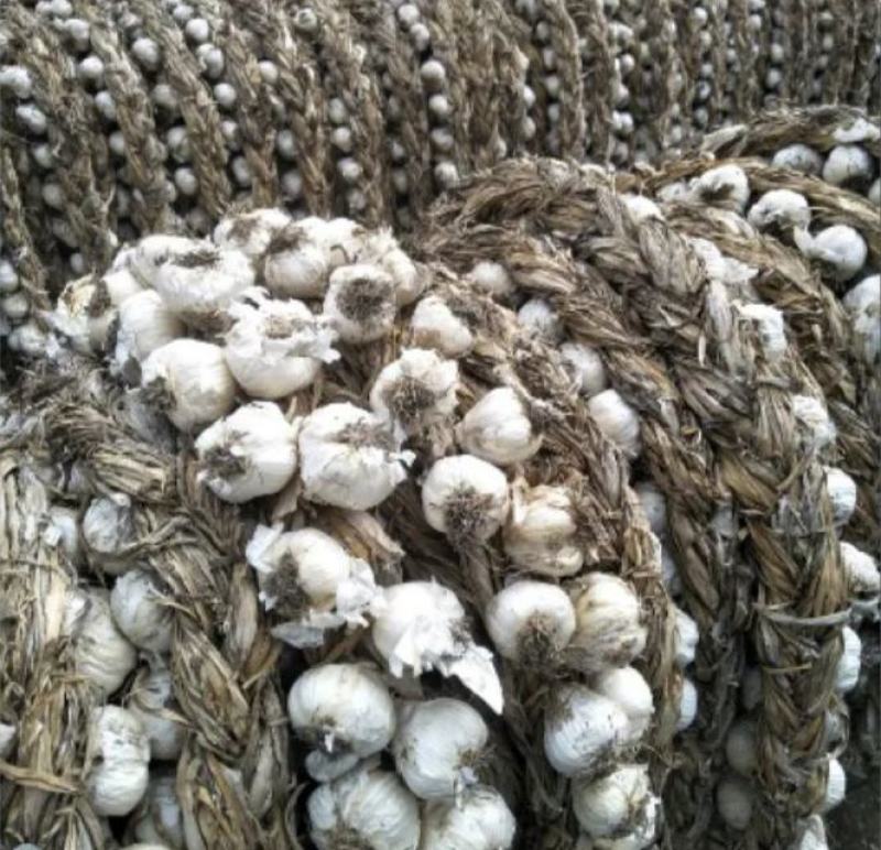 黑龙江大蒜产地批发品质保证量大从优视频看货