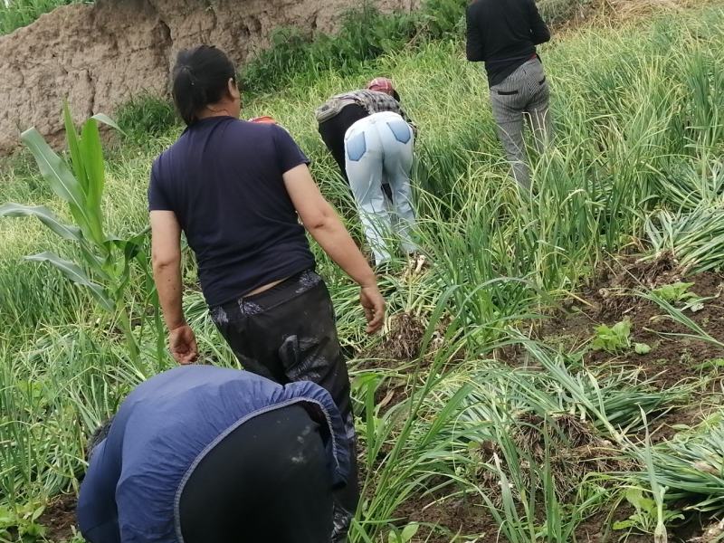 黑龙江大蒜产地批发品质保证量大从优视频看货