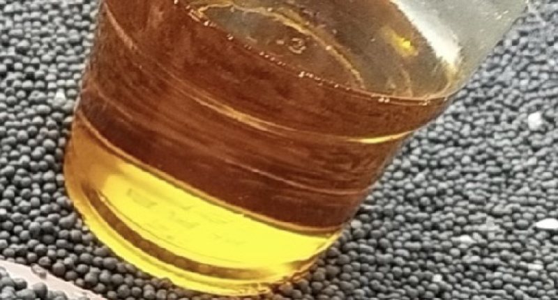 油菜籽供应高油酸高含油纯菜籽颗粒饱满菜籽厂家