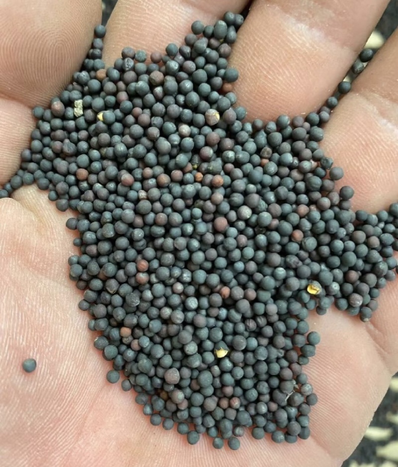 油菜籽供应高油酸高含油纯菜籽颗粒饱满菜籽厂家