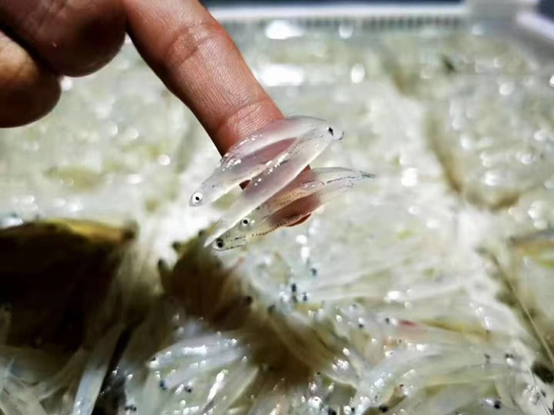 小银鱼无骨宝宝辅食新鲜面条鱼无刺无鱼鳞长寿鱼