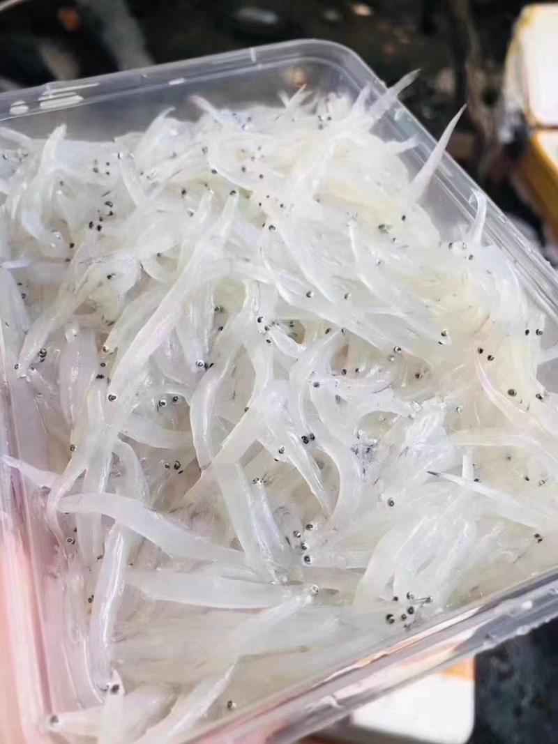 小银鱼无骨宝宝辅食新鲜面条鱼无刺无鱼鳞长寿鱼