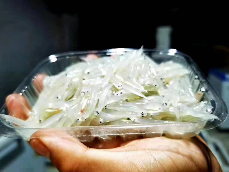 小银鱼无骨宝宝辅食新鲜面条鱼无刺无鱼鳞长寿鱼