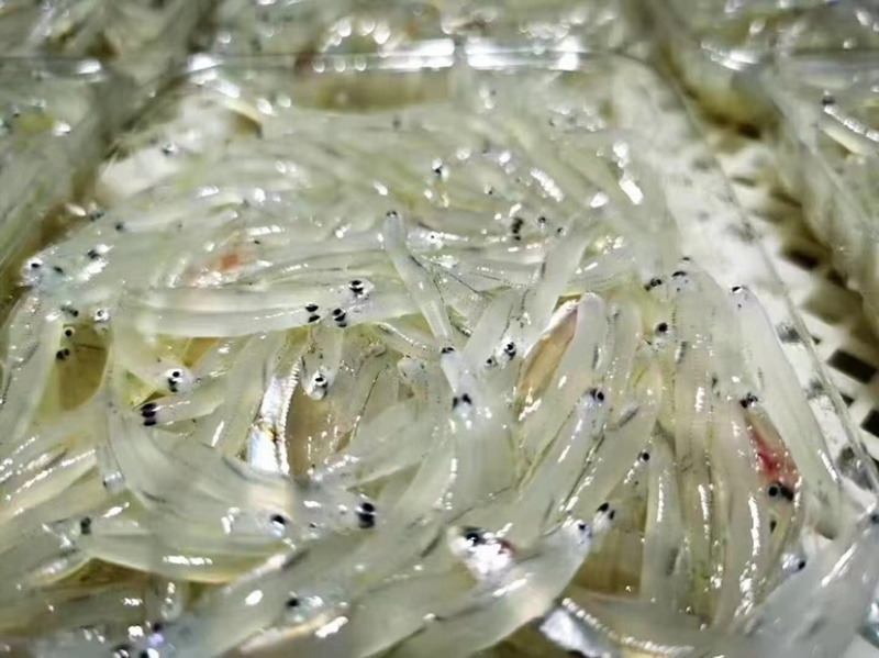 小银鱼无骨宝宝辅食新鲜面条鱼无刺无鱼鳞长寿鱼