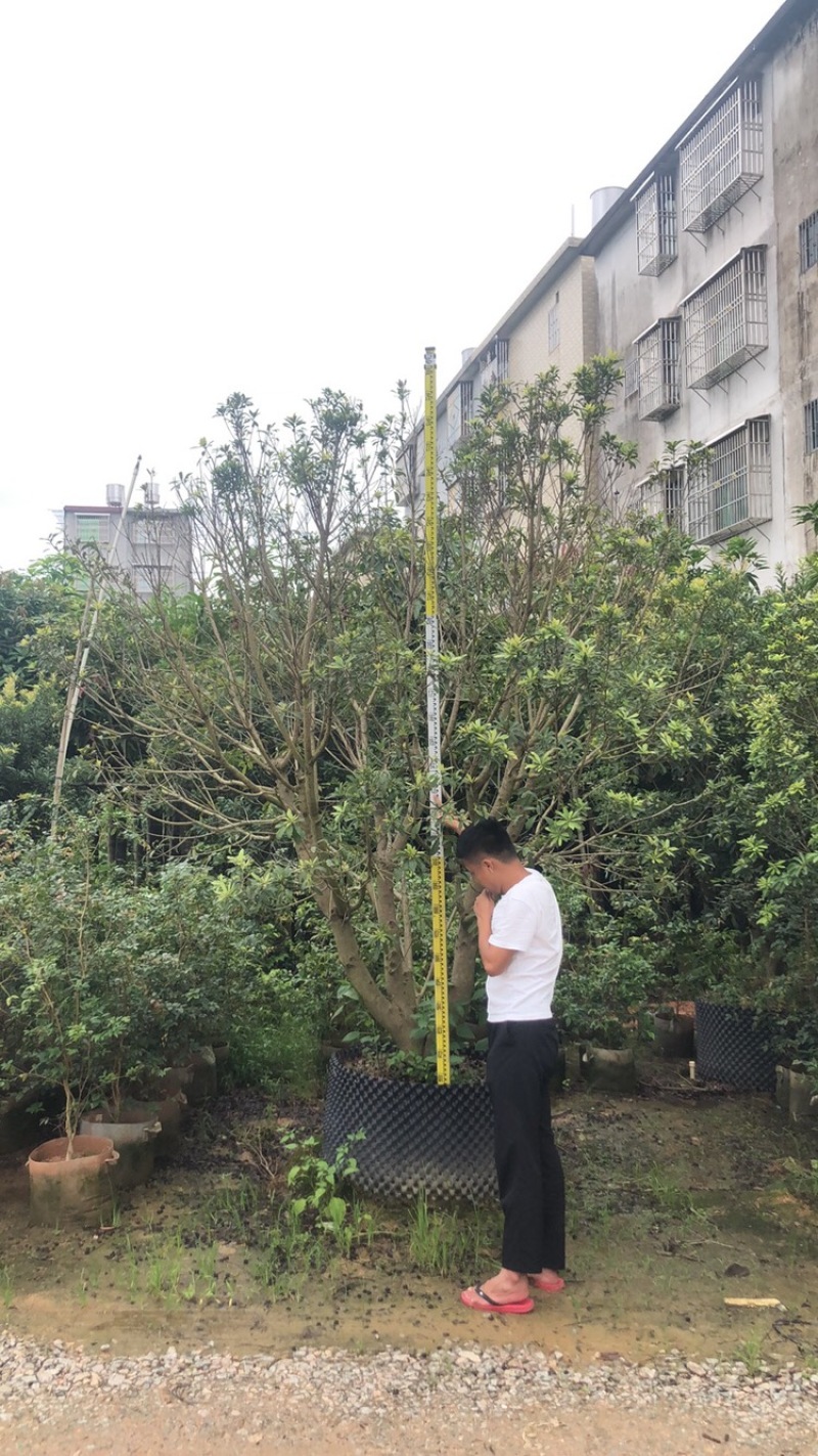 绿化苗木，乔灌木，杨梅树，全冠。