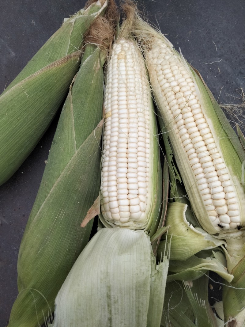 大量供应鲜玉米、有需要的老板联糸