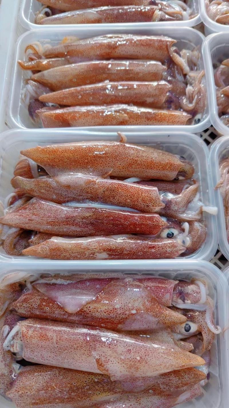 网红海兔一口小管鱿鱼活冻小管社区电商供应