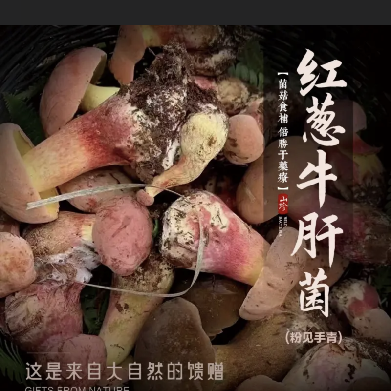 红葱牛肝菌