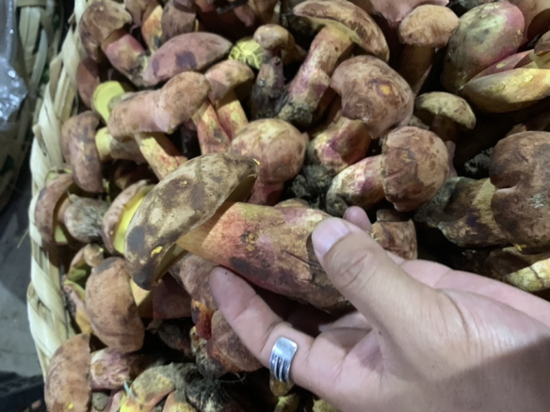 红葱牛肝菌