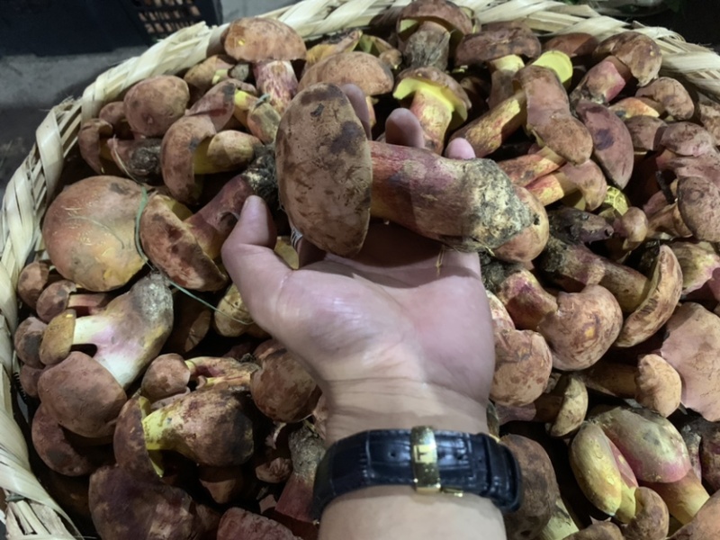 红葱牛肝菌