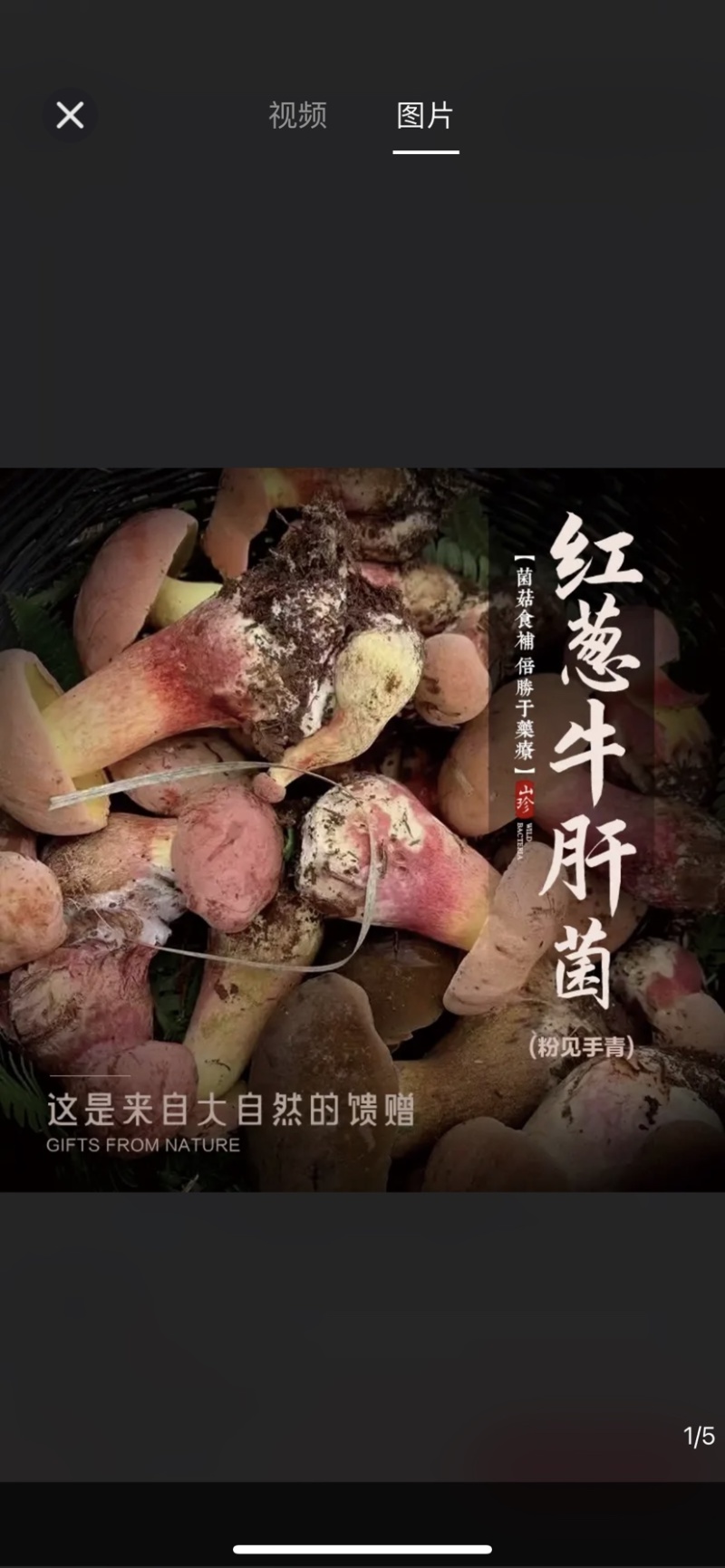 红葱牛肝菌