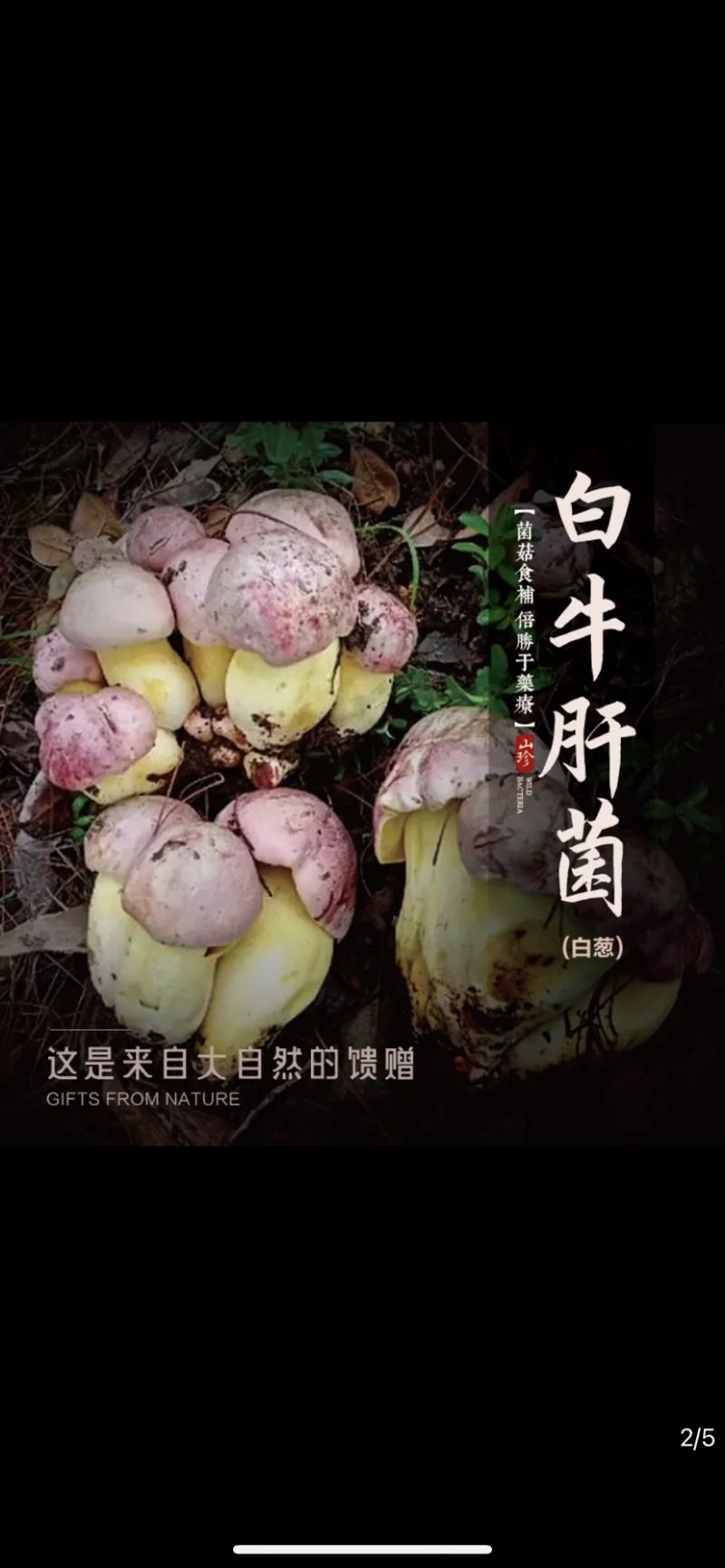 白葱牛肝菌