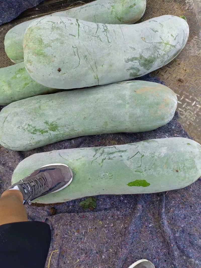 白皮冬瓜