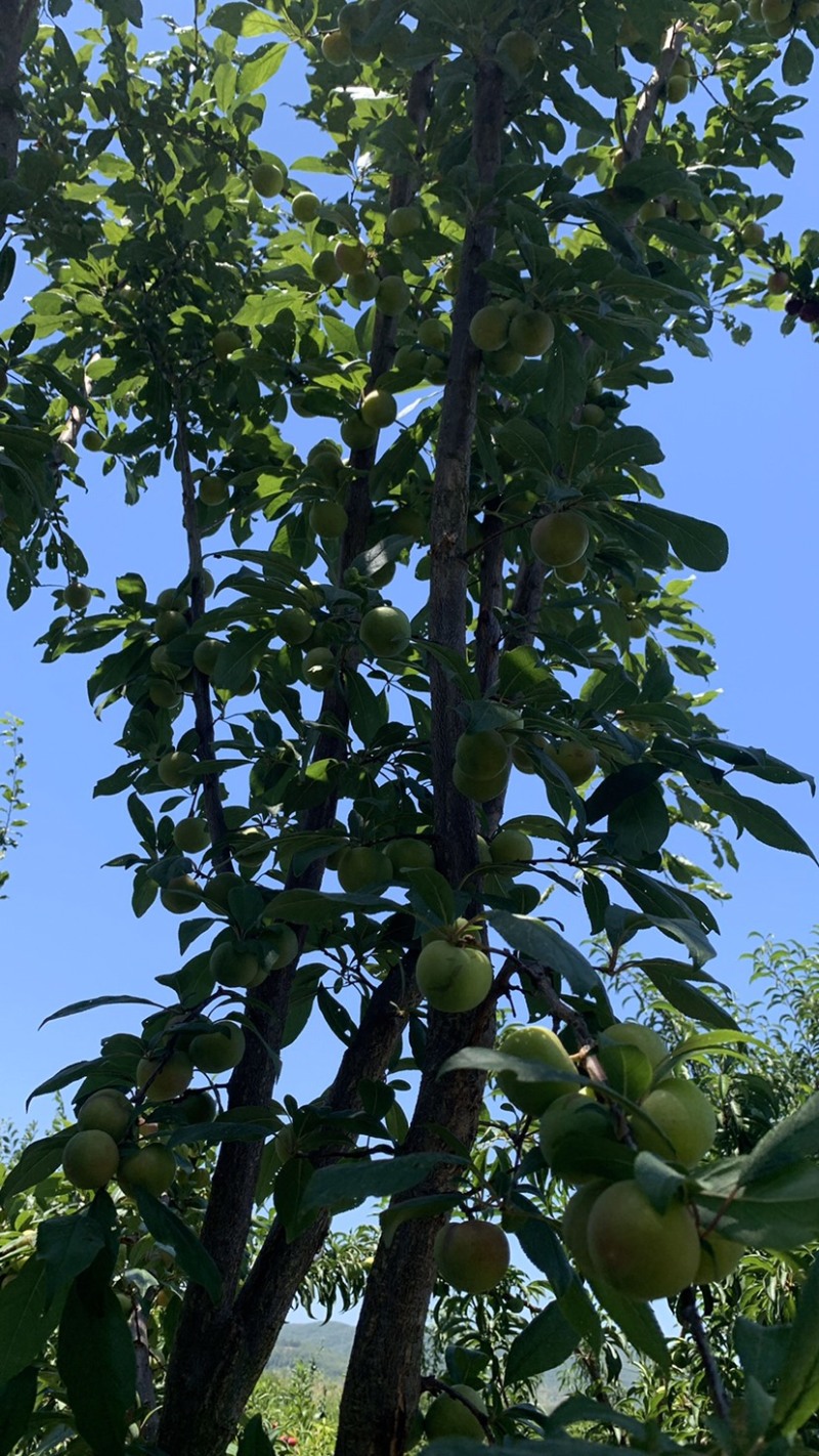 蜂糖李树苗有需要的提前联系坐果率高技术指导包收购