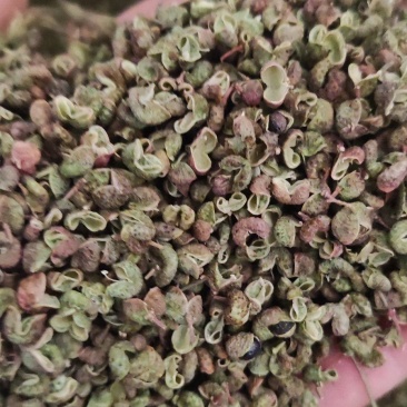 花椒新货臭椒青皮；又名狮子头，开口好.麻味清香打粉专用