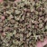 花椒新货臭椒青皮；又名狮子头，开口好.麻味清香打粉专用