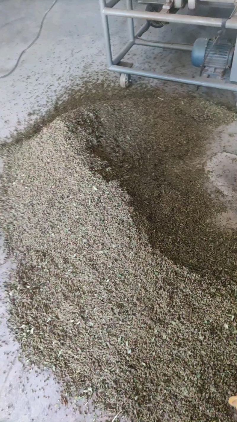 花椒新货臭椒青皮；又名狮子头，开口好.麻味清香打粉专用