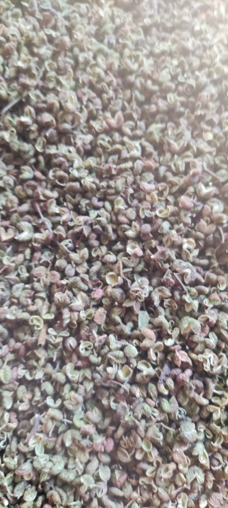 花椒新货臭椒青皮；又名狮子头，开口好.麻味清香打粉专用