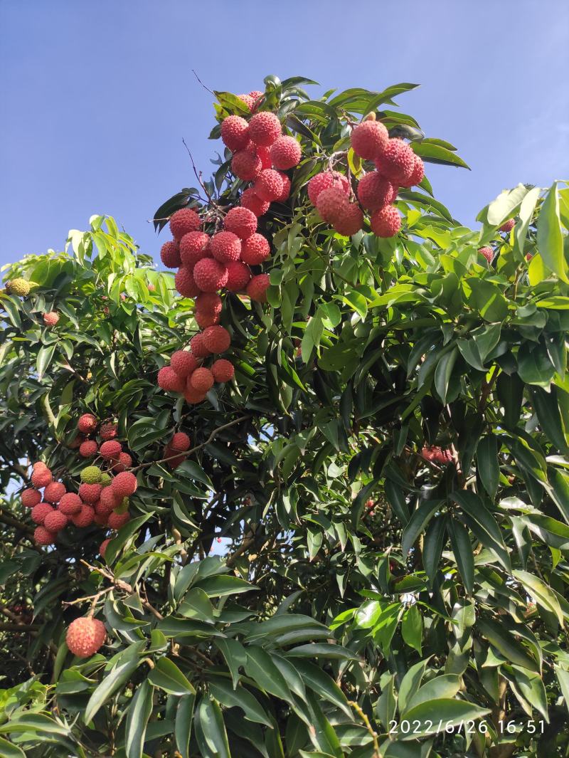 桂味荔枝