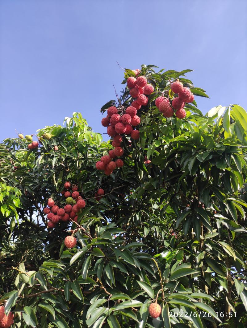 桂味荔枝