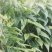 赣南紫山药新鲜现挖紫大薯脚板薯农家蔬菜正宗铁棍怀山紫玉淮