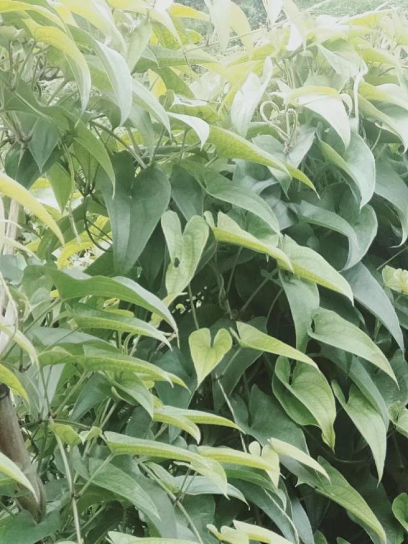 赣南紫山药新鲜现挖紫大薯脚板薯农家蔬菜正宗铁棍怀山紫玉淮