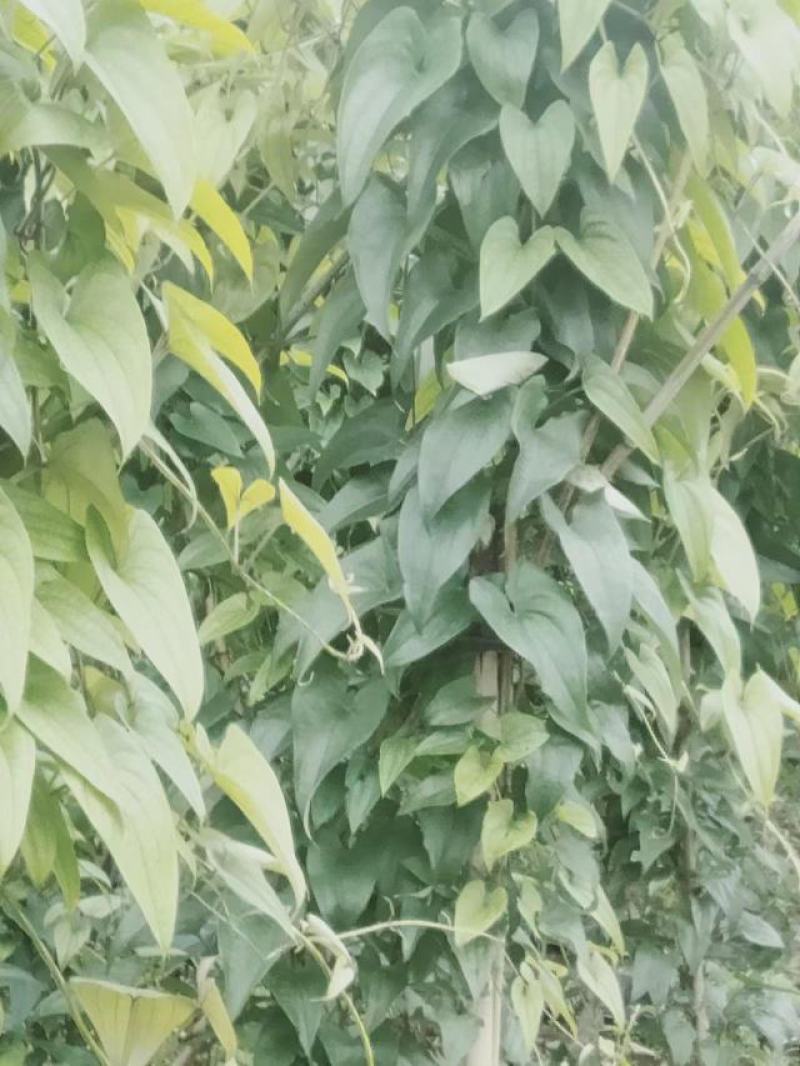 赣南紫山药新鲜现挖紫大薯脚板薯农家蔬菜正宗铁棍怀山紫玉淮