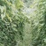 赣南紫山药新鲜现挖紫大薯脚板薯农家蔬菜正宗铁棍怀山紫玉淮