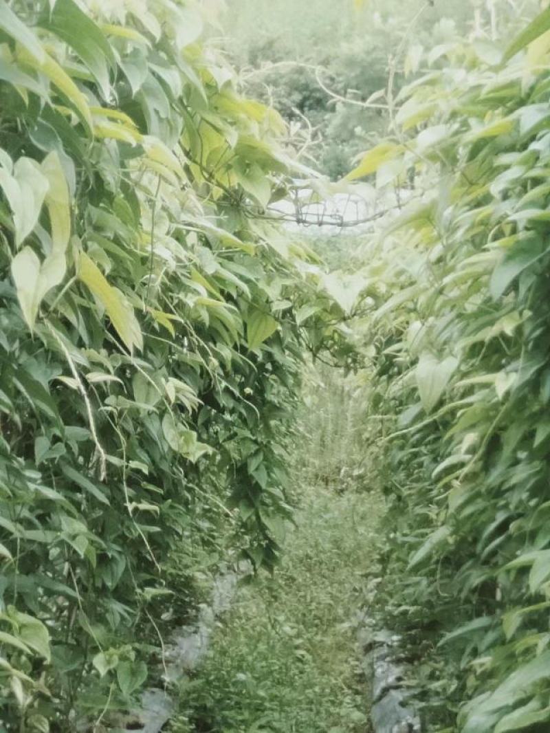 赣南紫山药新鲜现挖紫大薯脚板薯农家蔬菜正宗铁棍怀山紫玉淮