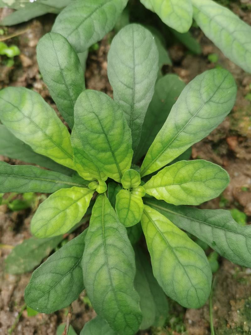 白背草，白背仔，白花地胆头，干鲜货都有省内顺丰包邮