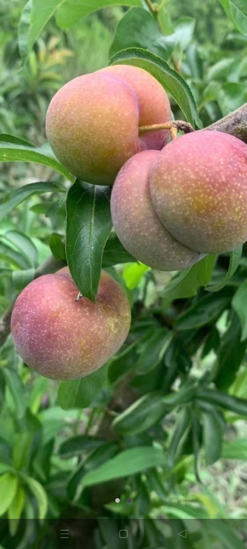 半边红李子，又名菌红李，产地四川，个大，脆甜