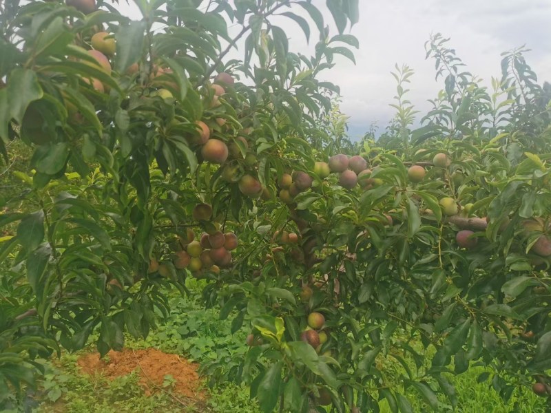 半边红李子，又名菌红李，产地四川，个大，脆甜