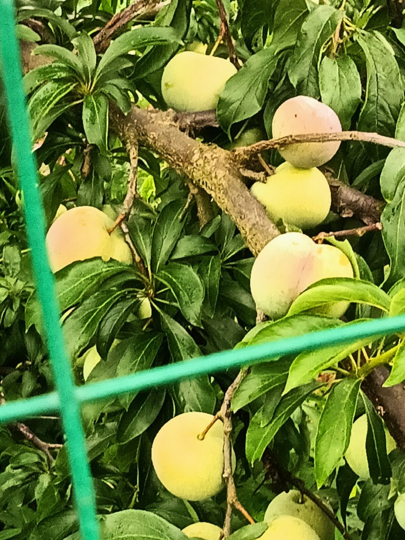 半边红李子，又名菌红李，产地四川，个大，脆甜