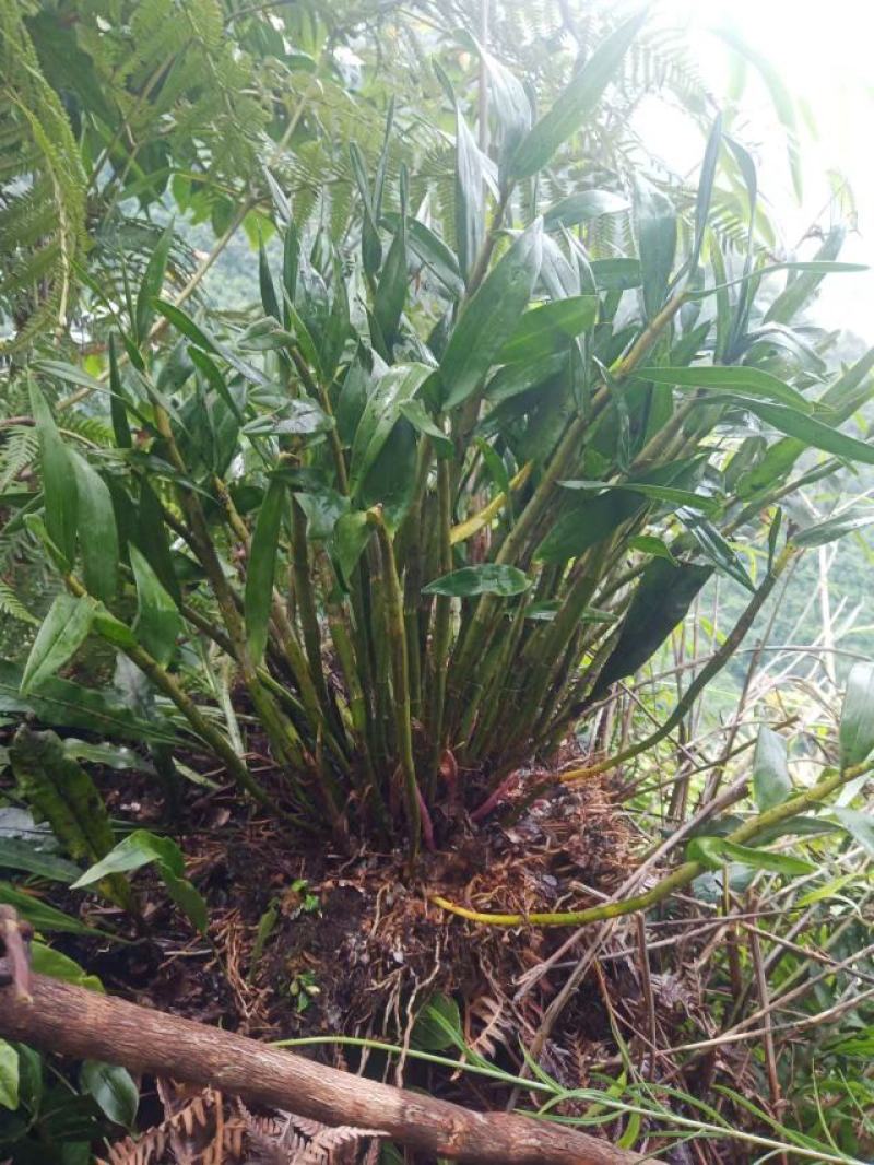 （热销）黄澄石斛云南产地直发货源稳定