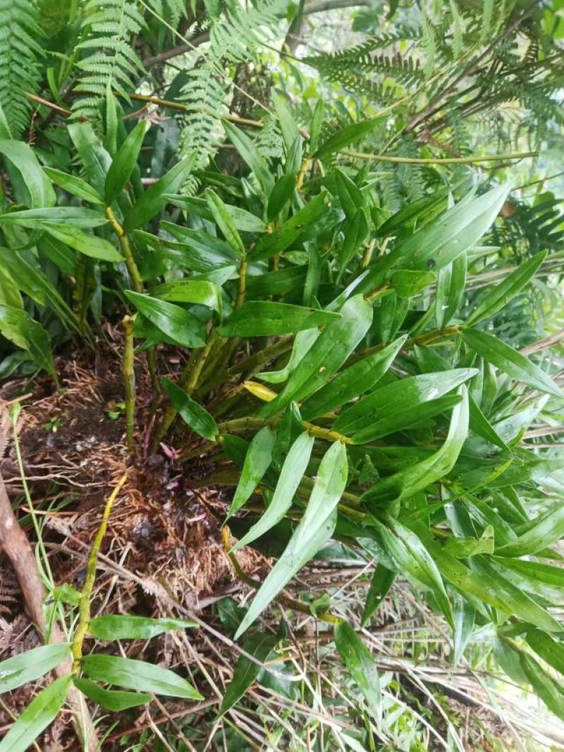 （热销）黄澄石斛云南产地直发货源稳定