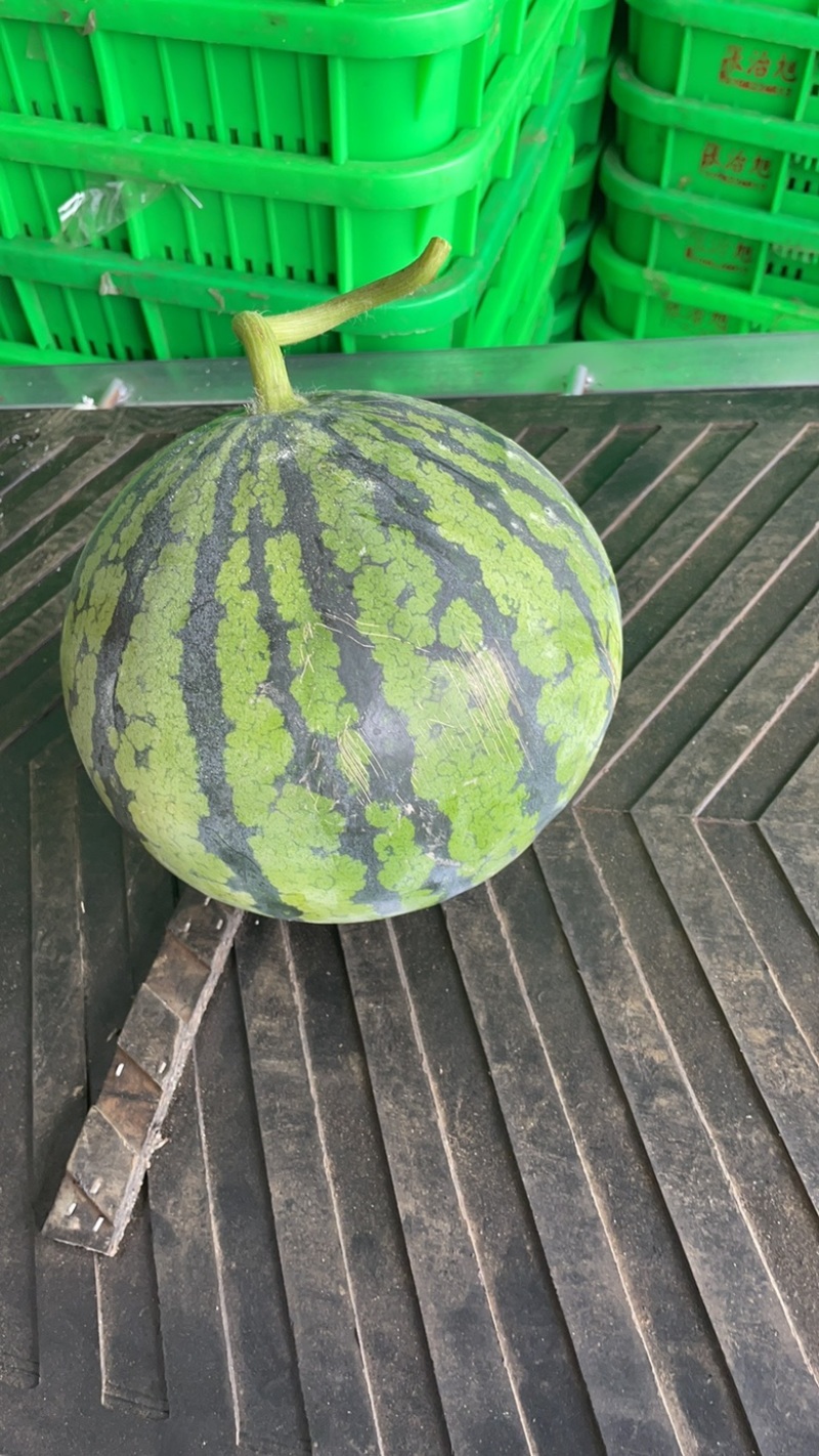 大棚西瓜嘉秀6号口口脆头茬皮薄大红糖度高瓜型好