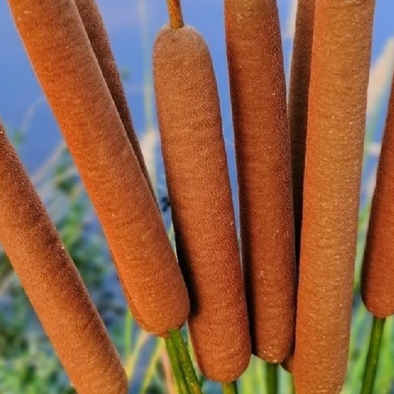 香蒲，蒲棒！2022年现货，现摘现发！！
