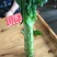光杆莴笋