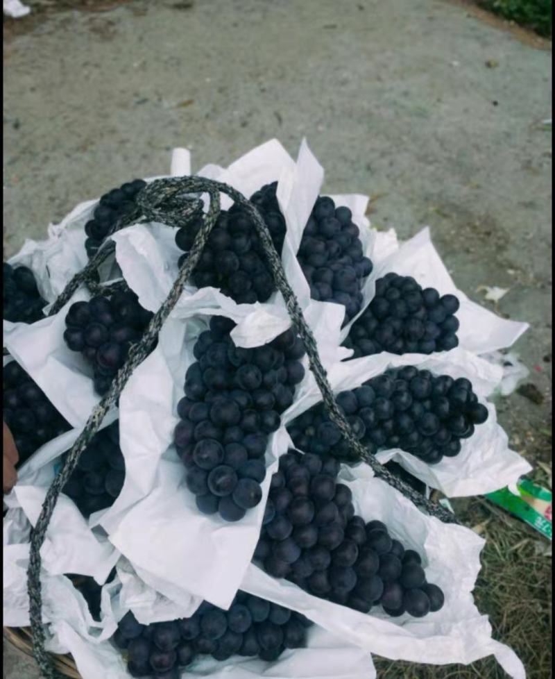 无籽巨峰大量上市，产地直供，品质保证